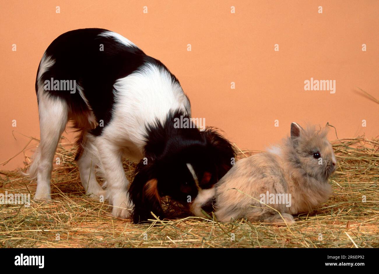 Cavalier King Charles Spaniel and Young Dwarf Rabbit with Lion's Mane ...