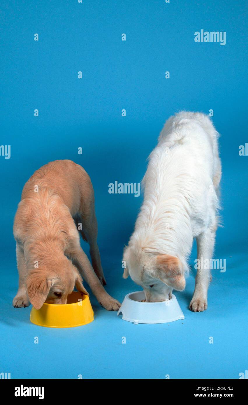 https://c8.alamy.com/comp/2R6EPE2/young-golden-retriever-and-kuvasz-eat-from-the-food-bowl-2R6EPE2.jpg