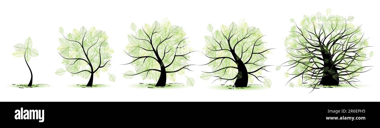 Life stages of tree: childhood, adolescence, youth, adulthood, old age Stock Vector