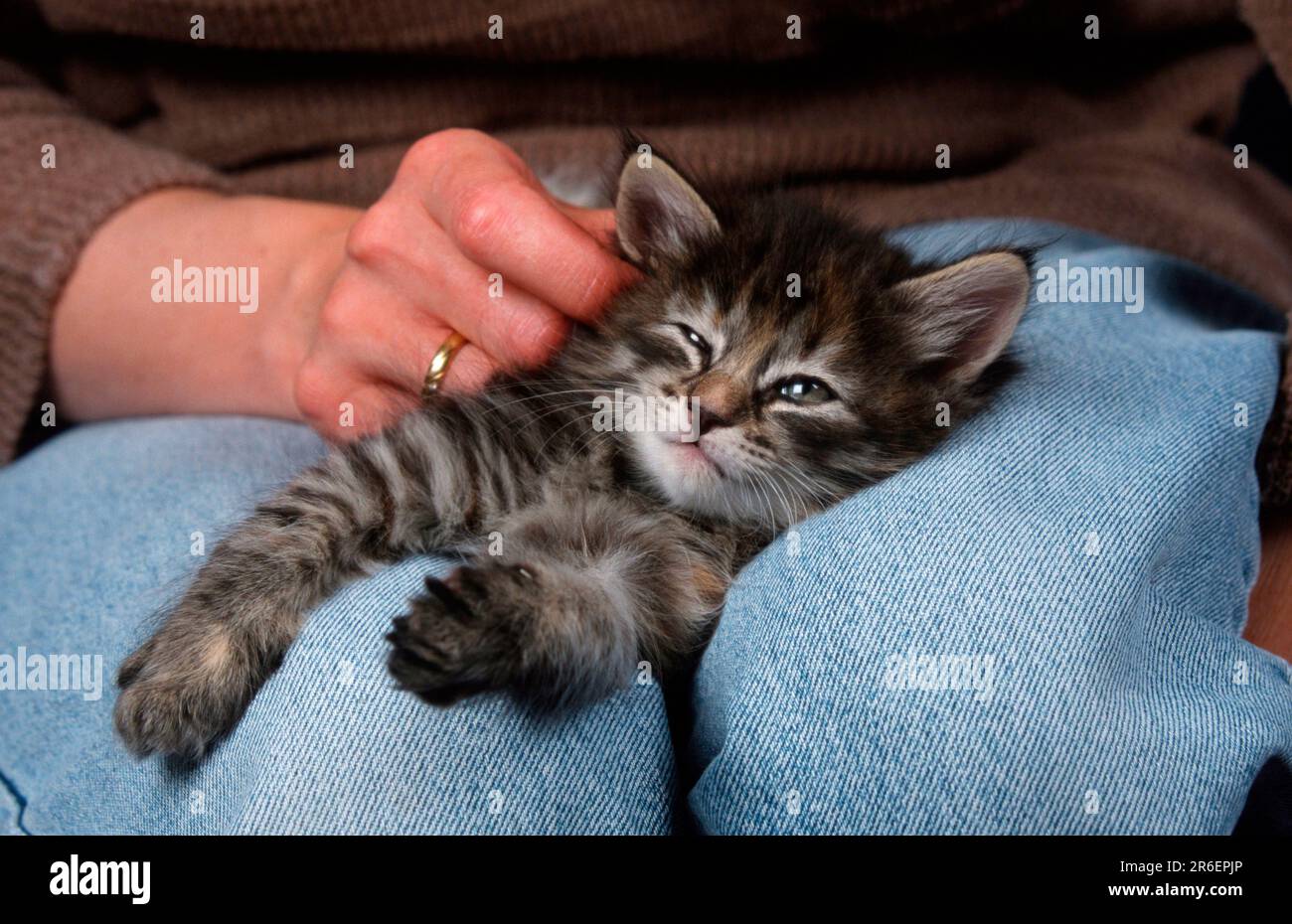 Norwegian Forest Cat, kitten, 6 weeks, lying on lap, Norwegian Forest Cat, kitten, 6 weeks, on