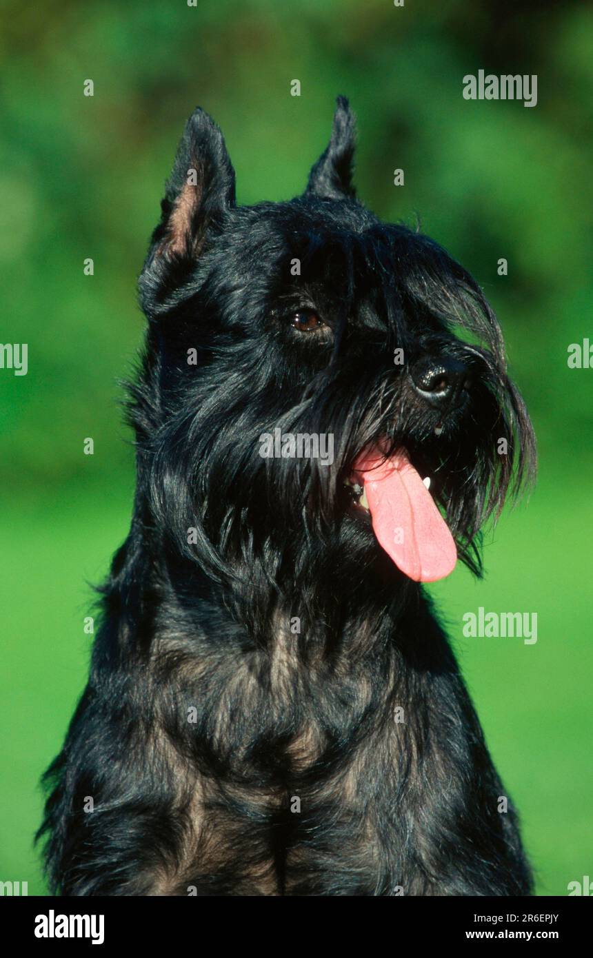 Miniature Schnauzer, black, cropped ears Stock Photo - Alamy