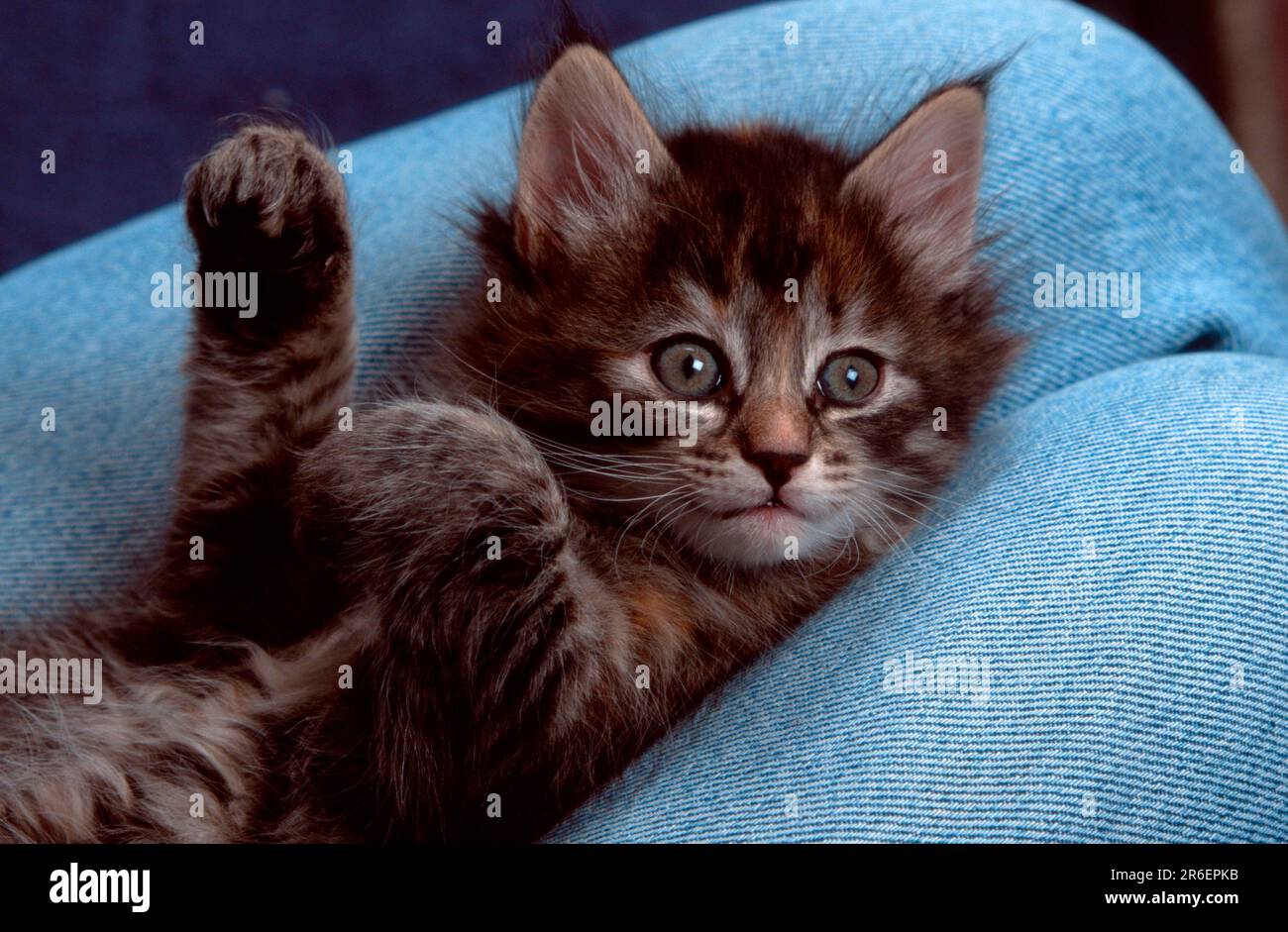 Norwegian Forest Cat, kitten, 6 weeks, lying on lap, Norwegian Forest Cat, kitten, 6 weeks, on