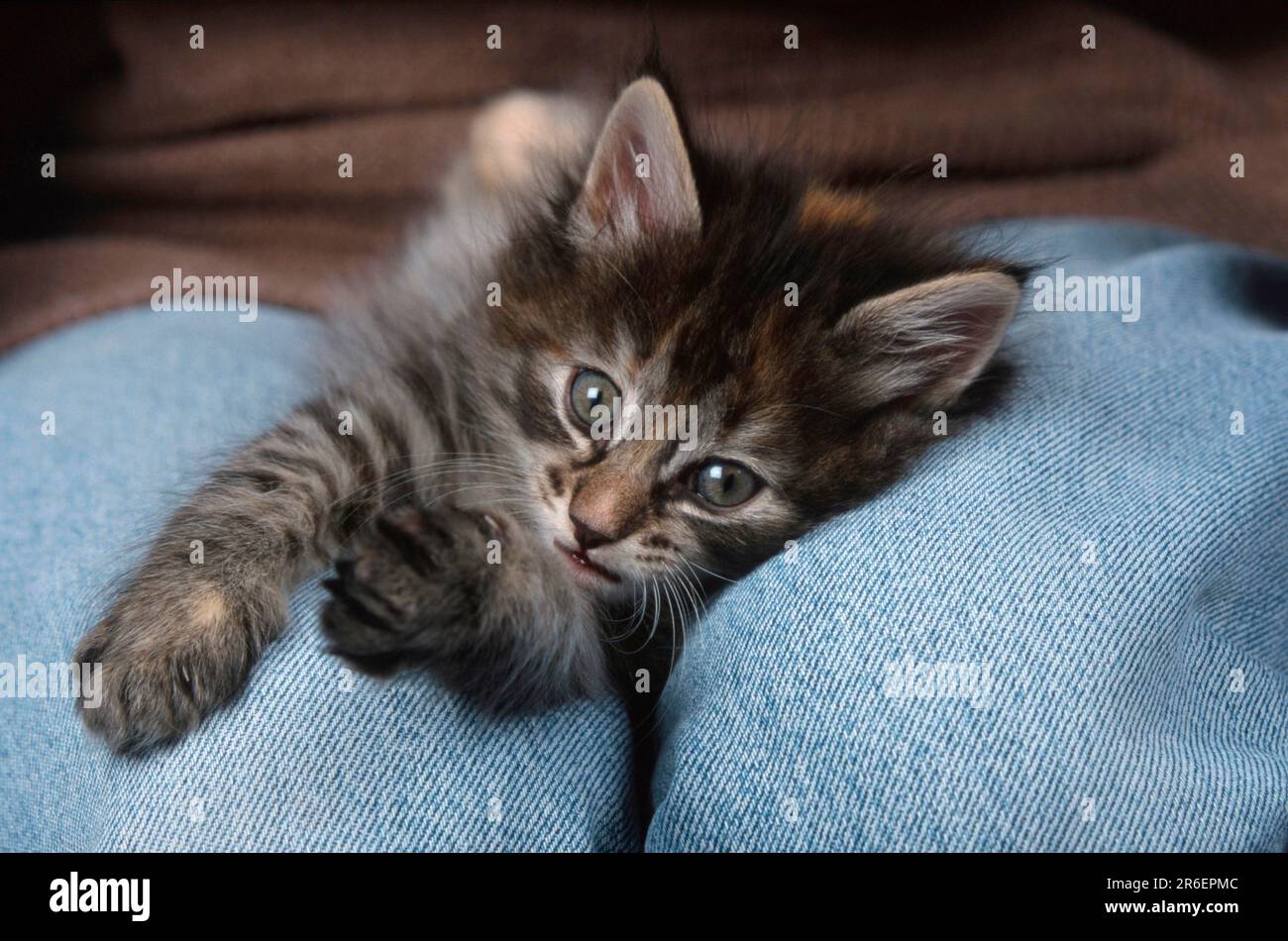 Norwegian Forest Cat, kitten, 6 weeks, lying on lap, tabby mackerel Stock Photo Alamy