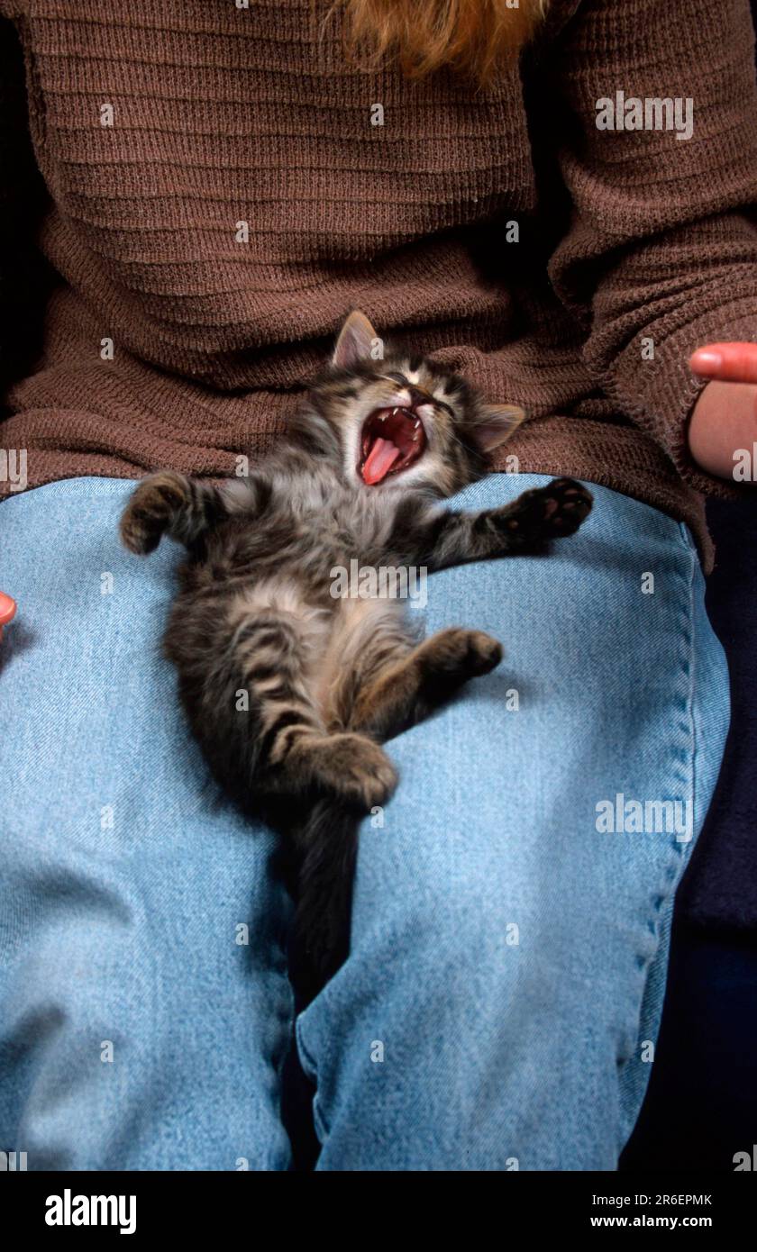 Norwegian Forest Cat, kitten, 6 weeks, on lap, tabby mackerel Stock Photo Alamy