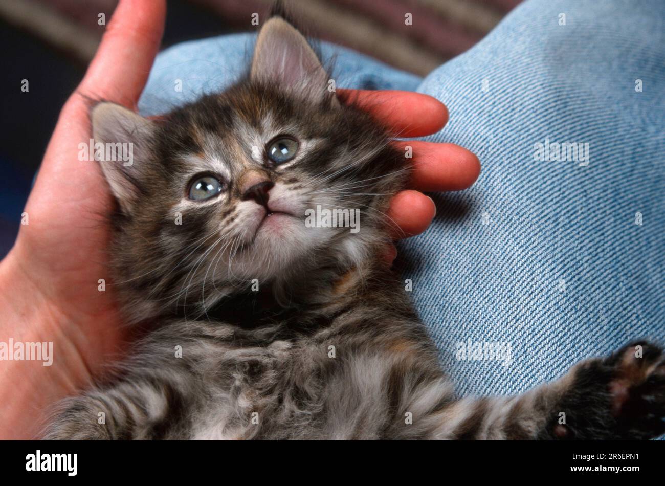 Norwegian Forest Cat, kitten, 6 weeks, lying on lap, Norwegian Forest Cat, kitten, 6 weeks