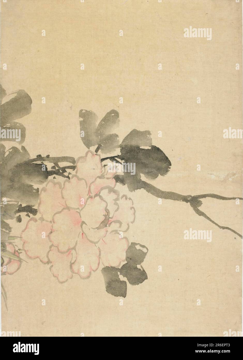 Peony. Origin: Japan. Period: Edo period. Date: 1760-1849. Ink and color on paper. Museum: Freer Gallery of Art and Arthur M. Sackler Gallery. Stock Photo