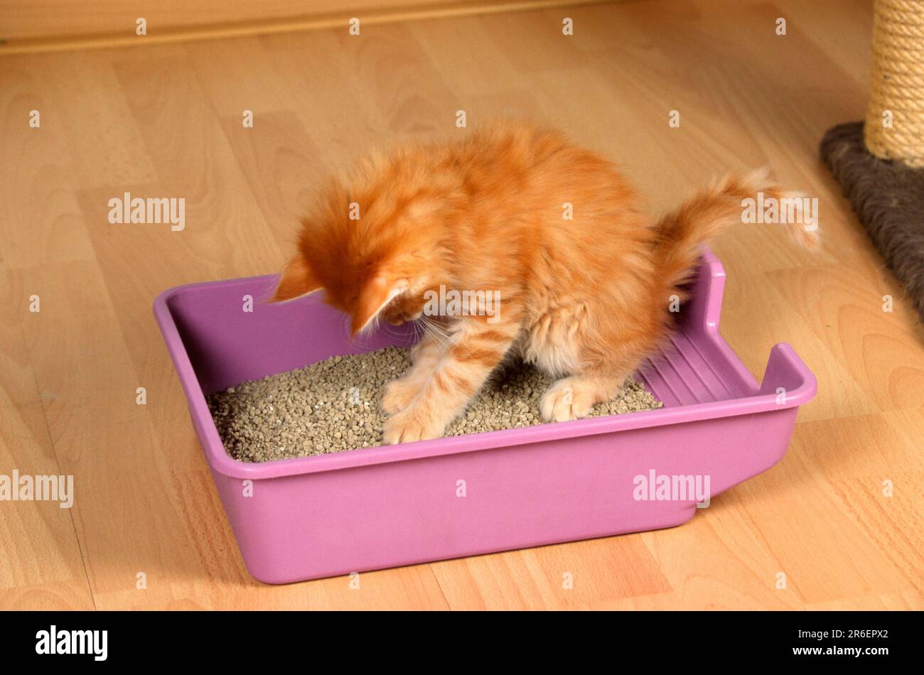 Norwegian Forest Cat, kitten, on litter tray, litter box, freestanding