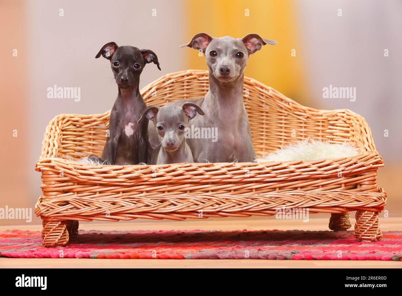 Italian windchimes, bitch and puppies, 8 weeks, Piccolo Levriero