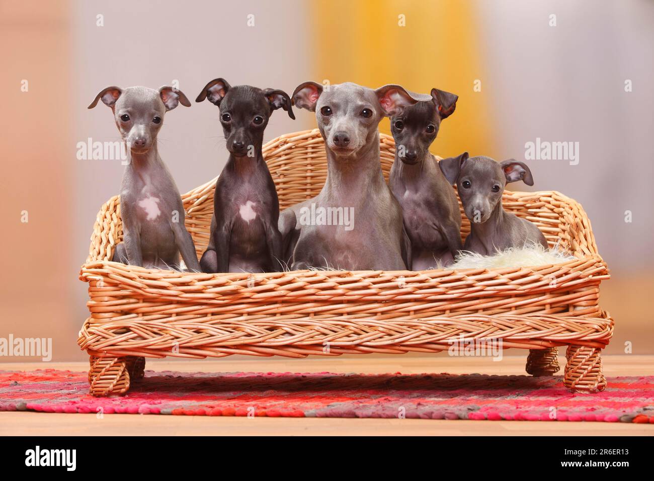 Italian windchimes, bitch and puppies, 8 weeks, Piccolo Levriero