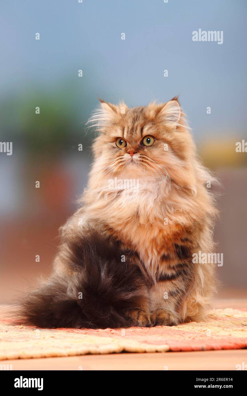 British Longhair black golden classic British Longhair Cat