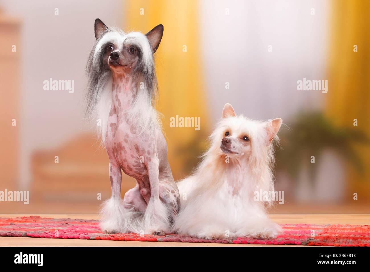 Chinese crested dogs, pair, hairless and powder puff, powder puff Stock