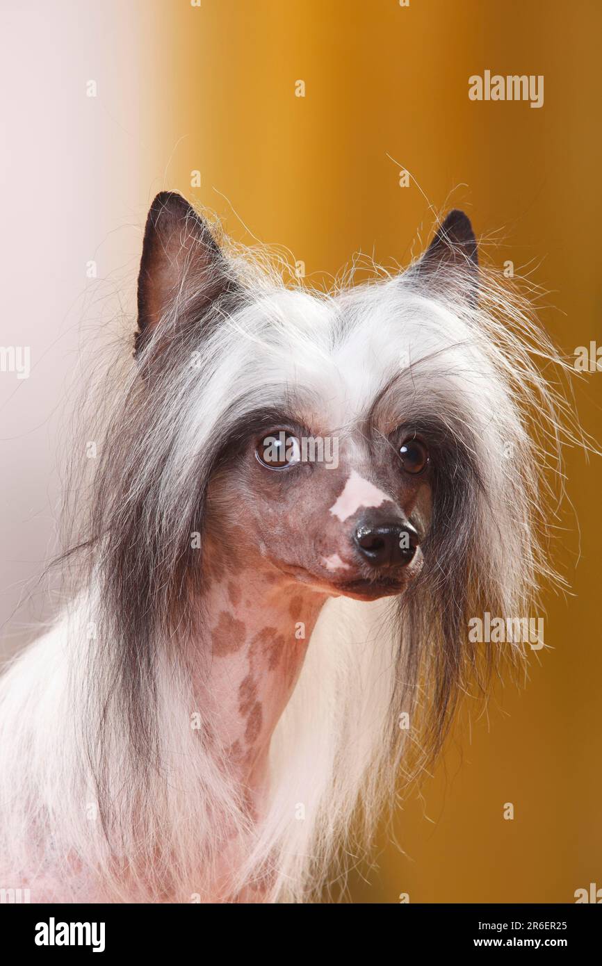 Chinese Crested Dog Hairless Stock Photo Alamy chinese-crested-dog-hairless-stock-photo-alamy
