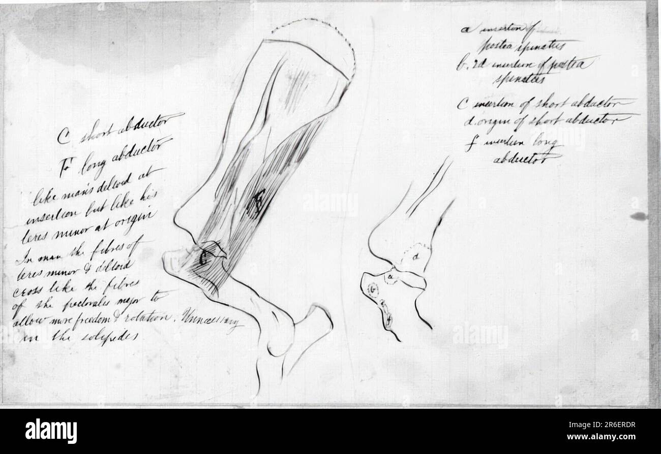 (Untitled) (Anatomical Study Of Bones). Date 1878. Ink, pencil, and