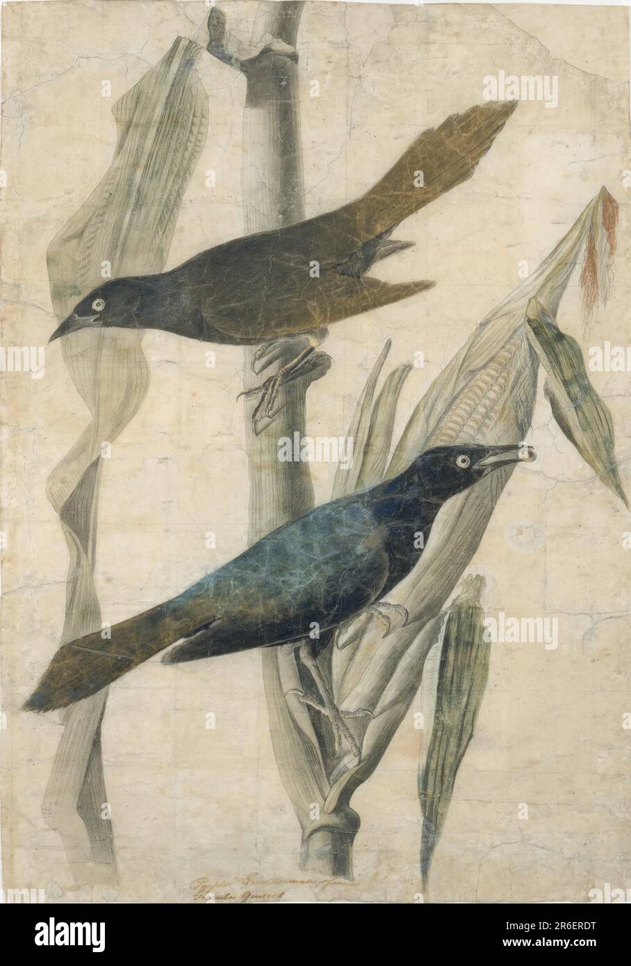 Purple Grackle. Date: n.d. watercolor, pencil, chalk and ink on paper. Museum: Smithsonian American Art Museum. Stock Photo