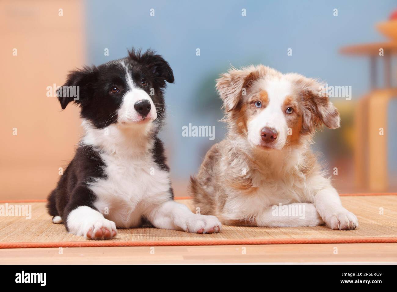 Aussie border collie puppy cheap