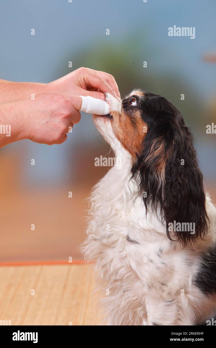 Cavalier King Charles Spaniel, tricolour, brushing his teeth with mouth