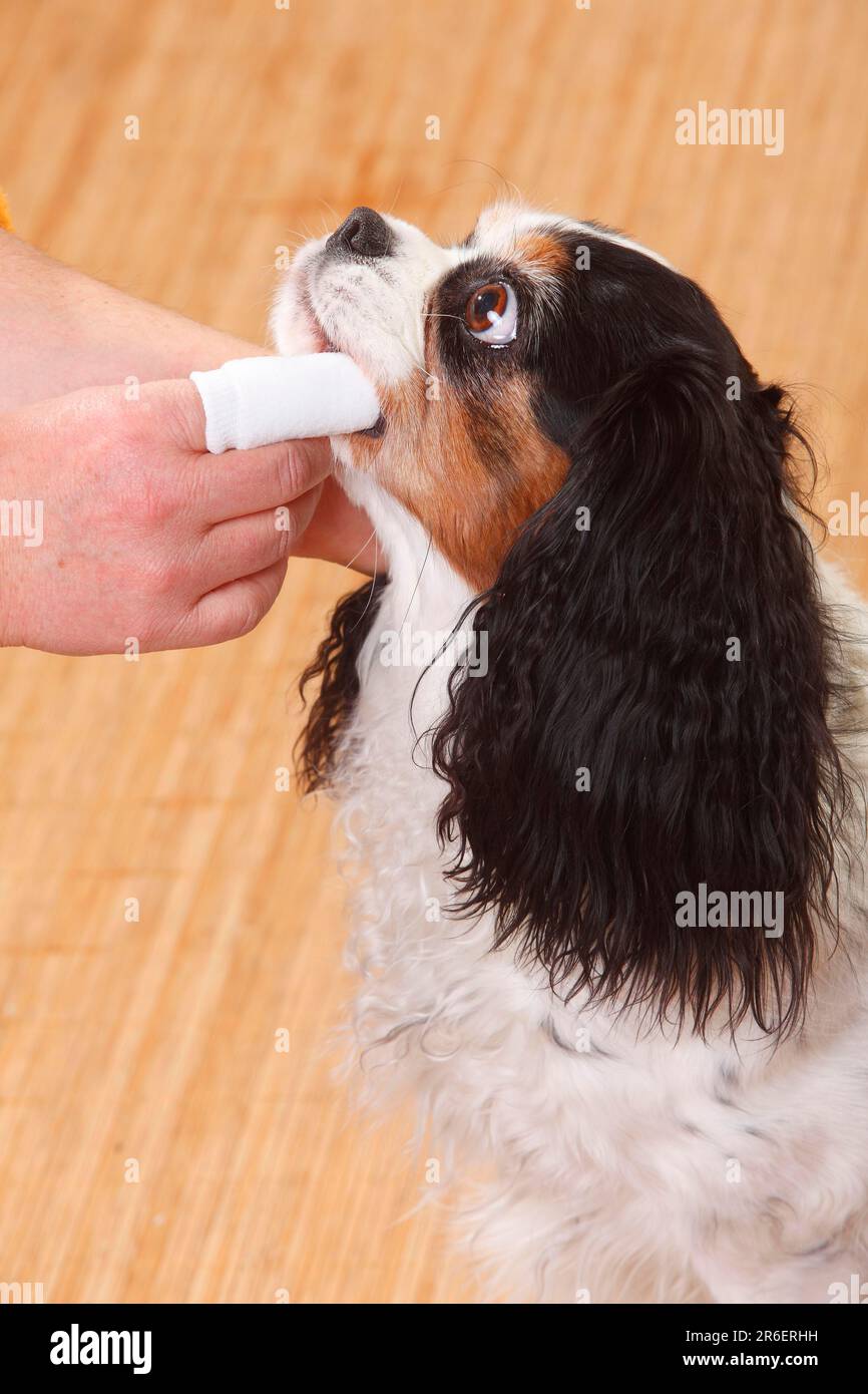 Cavalier King Charles Spaniel, tricolour, dental care fingerling Stock
