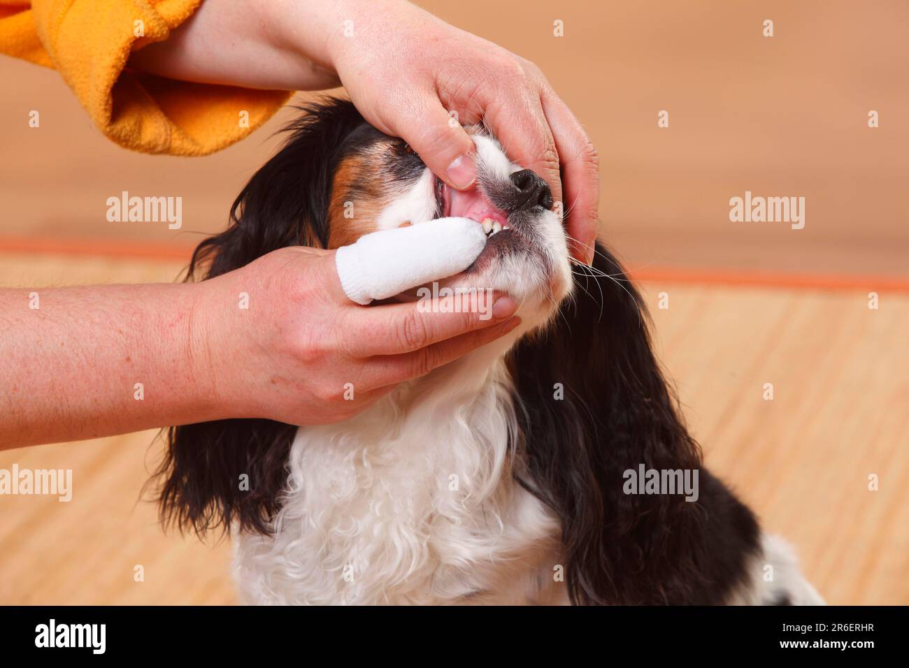 Cavalier King Charles Spaniel, tricolour, dental care fingerling Stock