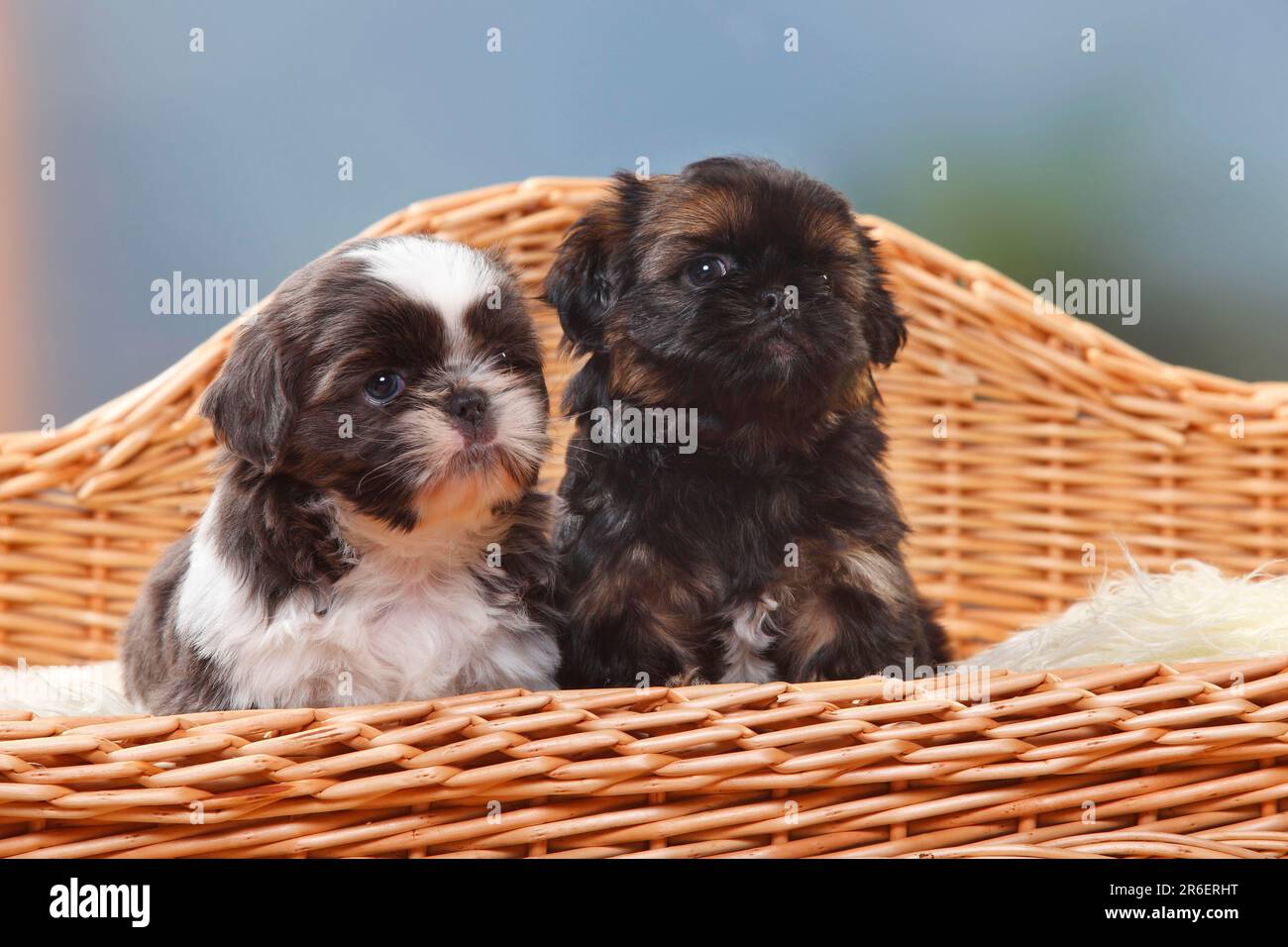 Shih Tzu, puppies, 6 weeks Stock Photo - Alamy