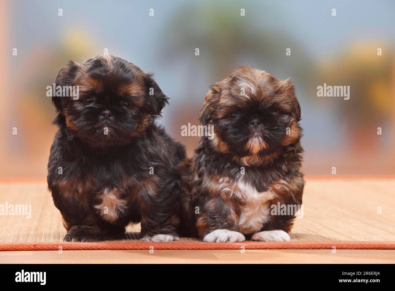 Shih Tzu, puppies, 6 weeks Stock Photo - Alamy