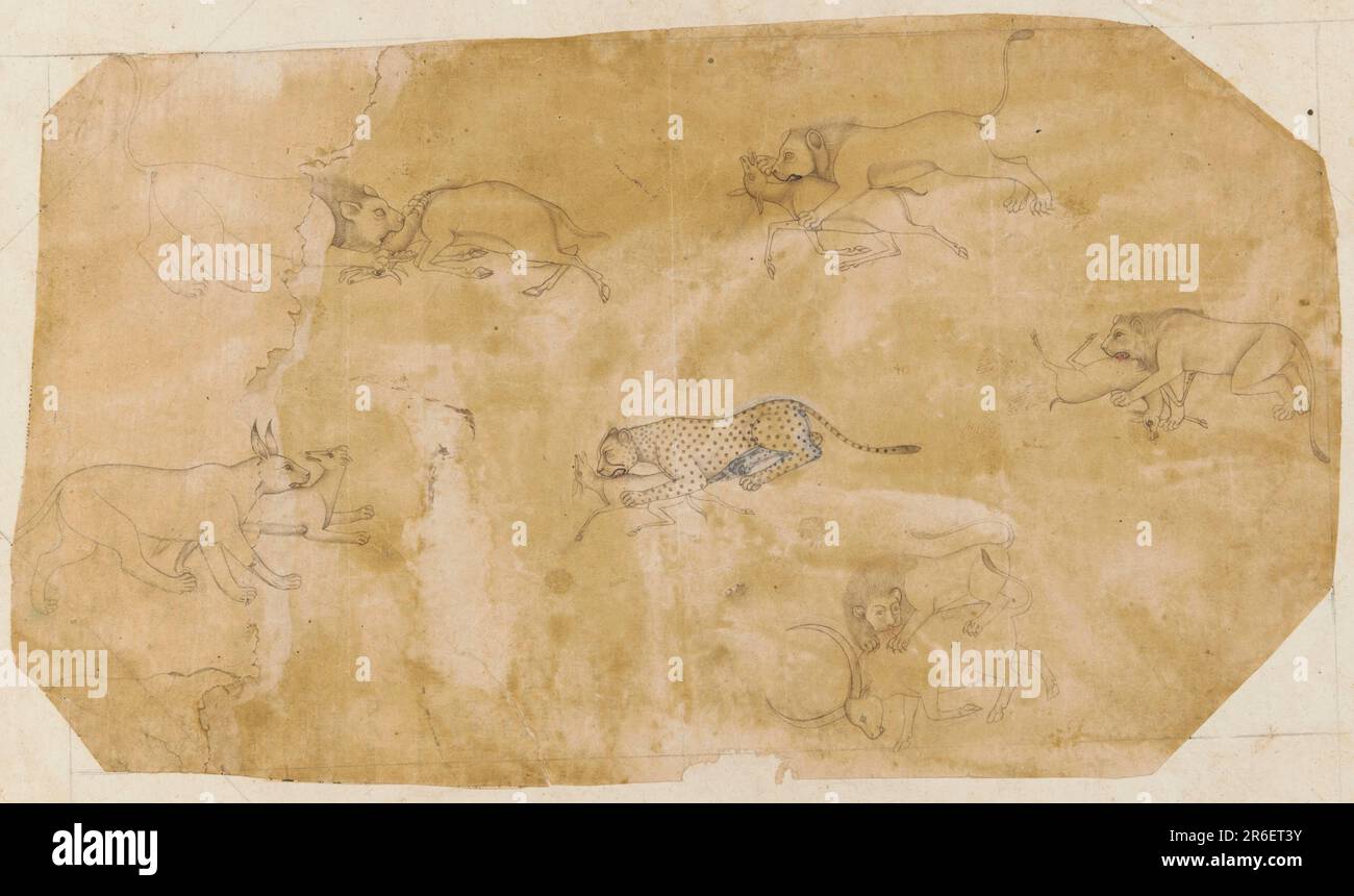 Six groups of fighting animals. ink on paper. Date: 18th century. Origin: India. Period: Mughal dynasty. Museum: Freer Gallery of Art and Arthur M. Sackler Gallery. Stock Photo