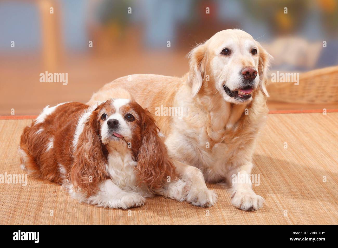 Golden cavalier king charles cheap spaniel
