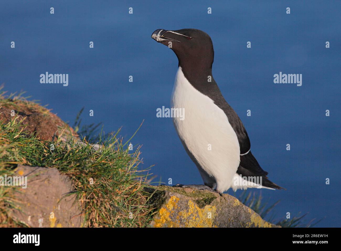 Razorbill (Alca torda), Iceland Stock Photo - Alamy