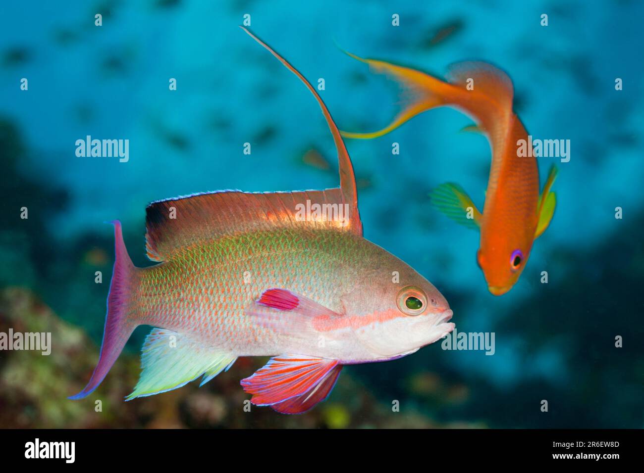 Jewel Flagfish, Namena Marine Park, Fiji Stock Photo