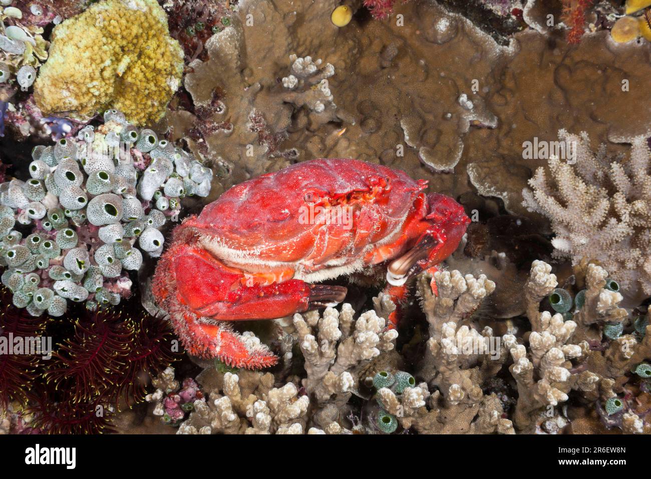 Red round crab, Etisus splendidus, Wakaya, Lomaiviti (Etisus splendidus), Fiji, Fiji Islands, Fiji Stock Photo