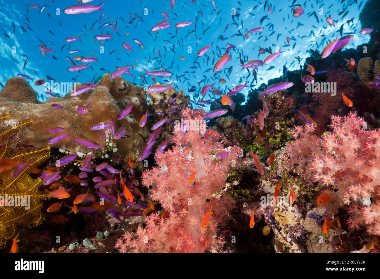 Luzonichthys (Luzonichthys whitleyi) in coral reef, Makogai, Lomaviti, Fiji, Fiji Islands, Sea goldie (Pseudanthias squamipinnis), Harem Flagfish Stock Photo