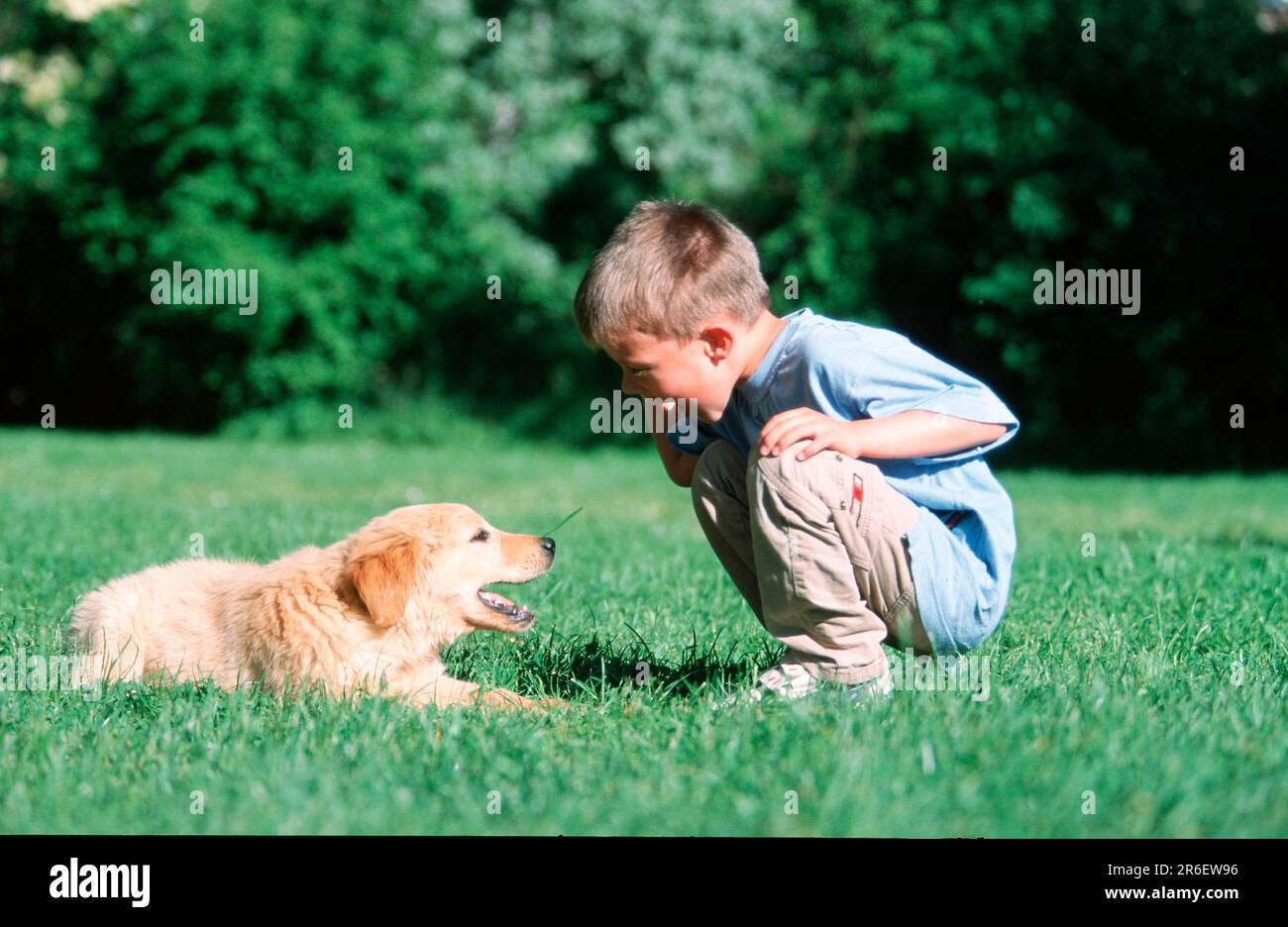 Boy and Mixed Breed Dog, boy and mixed breed dog, mammals, animals, domestic dog, pet, pet, human &amp; animal, human &amp; animal, people, people Stock Photo