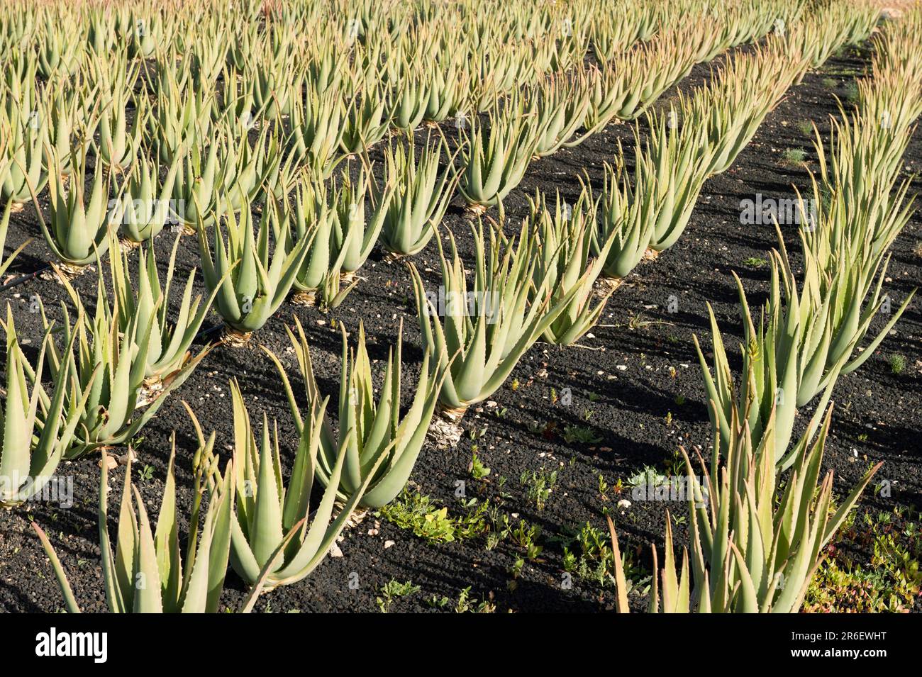 Fuerteventura, Canary Islands, Aloe Vera Plantation near Antigua, Spain  Stock Photo - Alamy