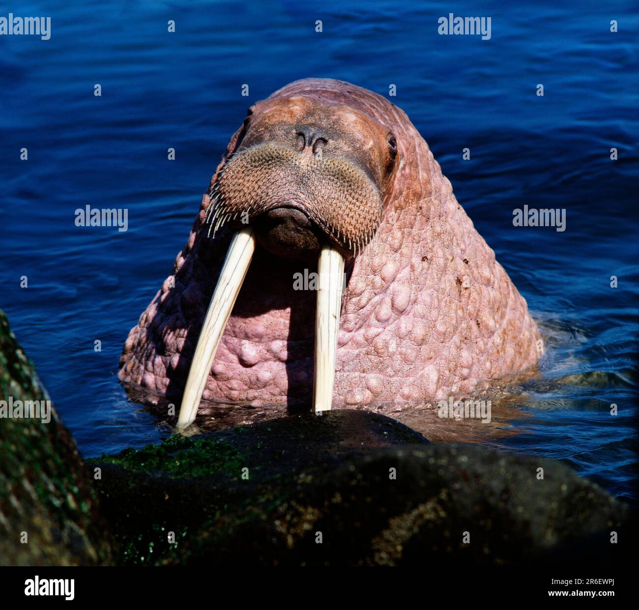 Pacific Walrus, bull, Round Island, Bering Sea, Alaska, USA (Odobenus rosmarus divergens), Pacific walrus, bull, roun, tusk, tusks, tooth, teeth Stock Photo