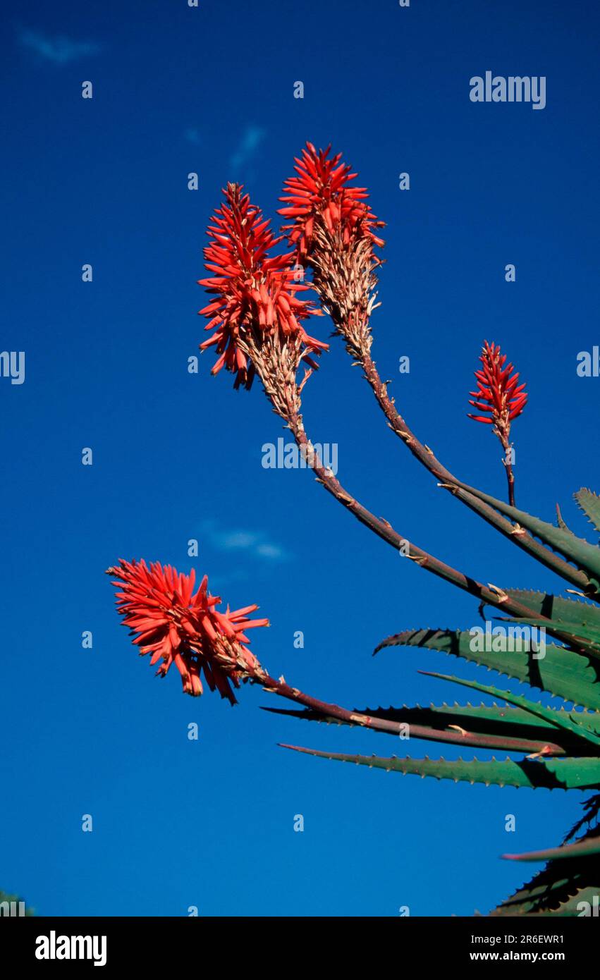 Aloe (Aloe), Giants Caste National Park, South Africa, tree aloe, South Africa, flowers, plants, Affodilidae, Asphodelaceae, portrait, flowering ing Stock Photo