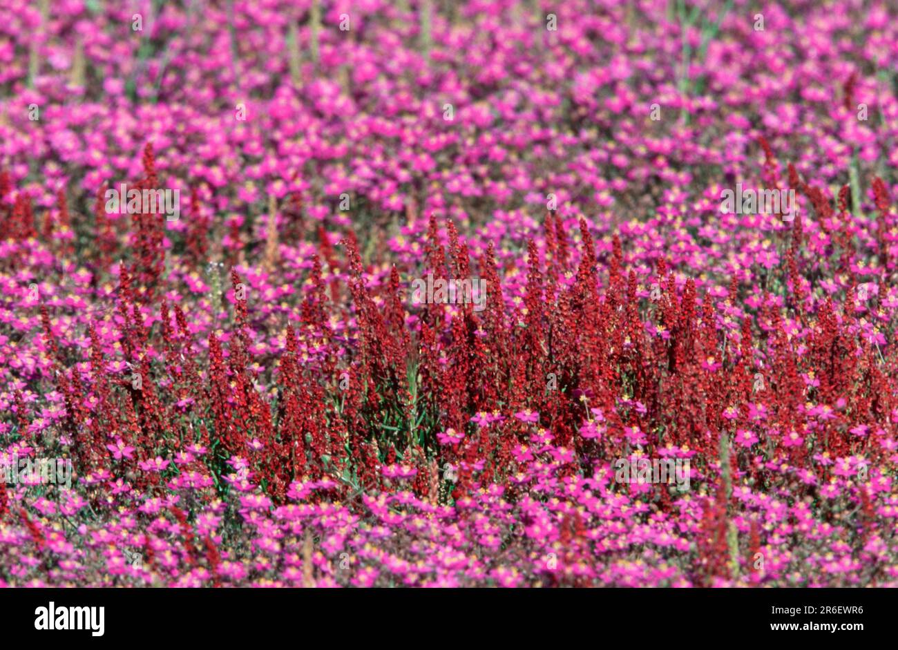 Spurrey, Extremadura, Spain (Spergularia purpurea), purple sparrow, sparrow, plants, flowers, clove family (Caryophyllaceae), pink, flowering ing Stock Photo