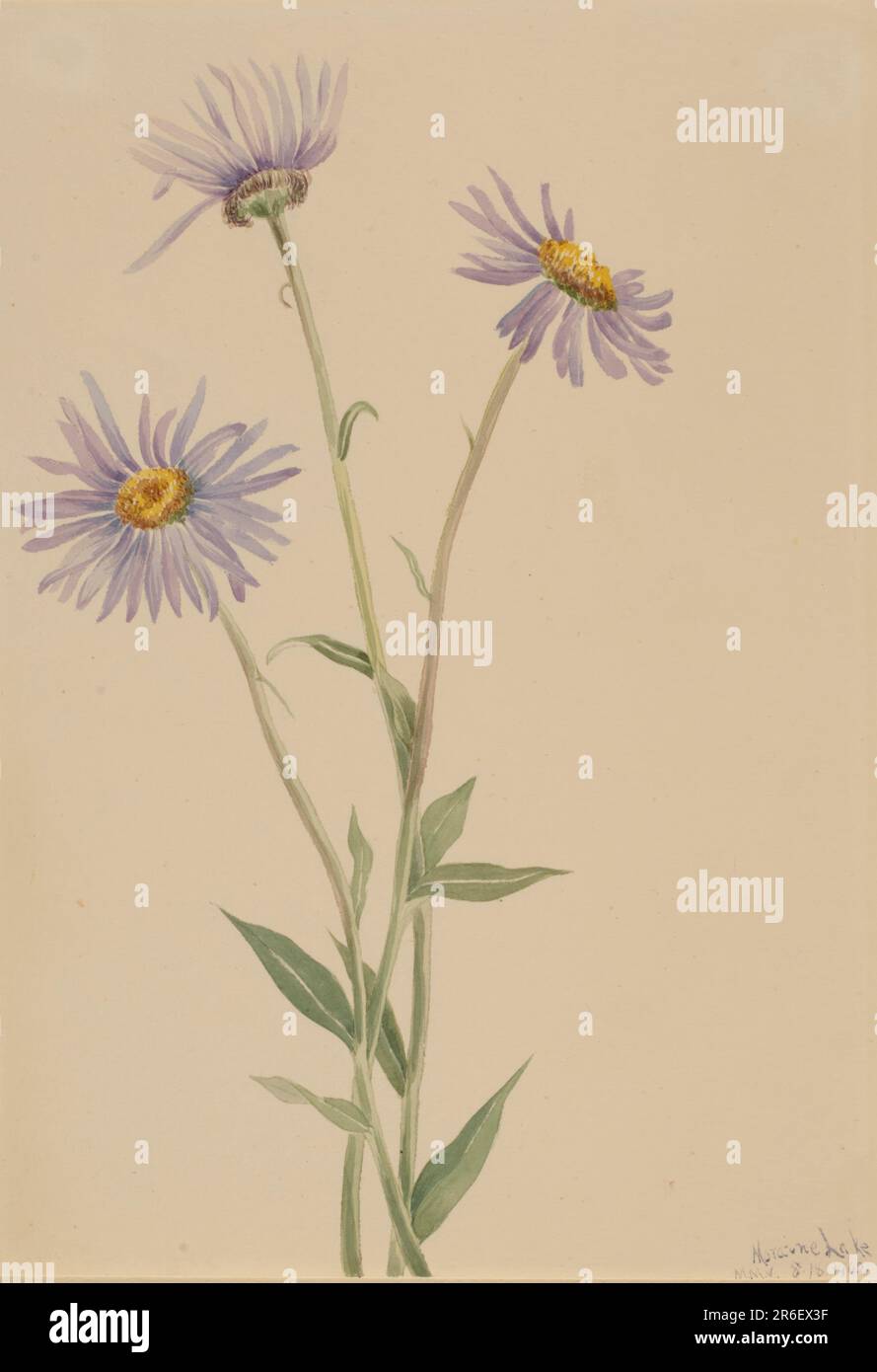 Showy Fleabane (Erigeron salsuginosus). Date: 1902. Watercolor on paper. Museum: Smithsonian American Art Museum. Stock Photo