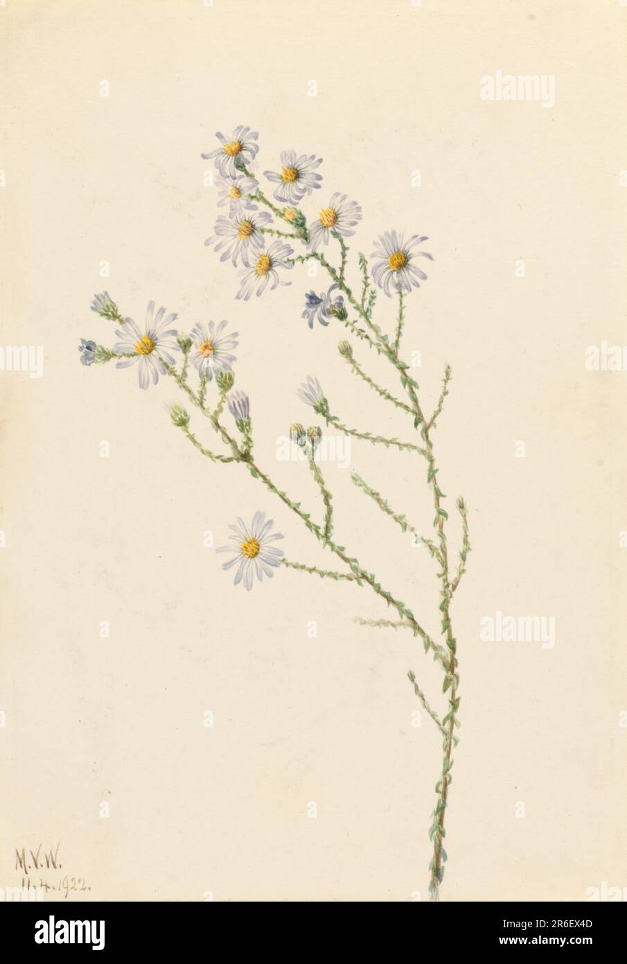 Pineland Aster (Aster squarrosus). Date: 1922. Watercolor on paper. Museum: Smithsonian American Art Museum. Stock Photo