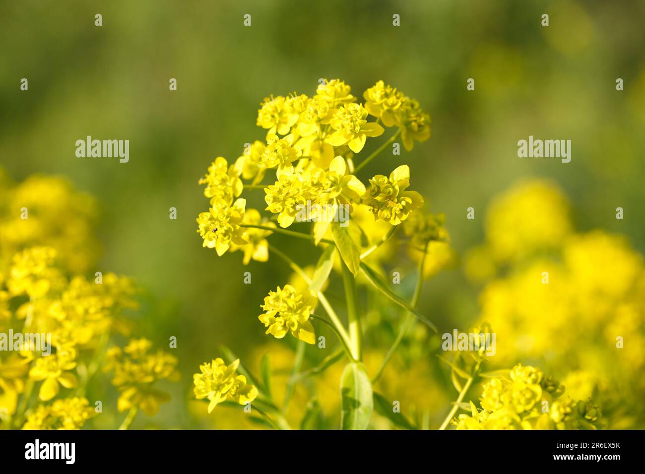 Yellow flowers are not a summer meadow. Natural background of plants. Stock Photo