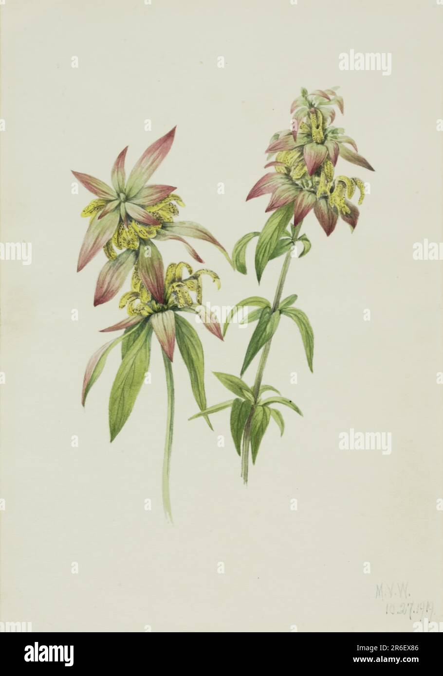 Spotted Bee Balm (Monarda punctata). Date: 1919. Watercolor on paper. Museum: Smithsonian American Art Museum. Stock Photo