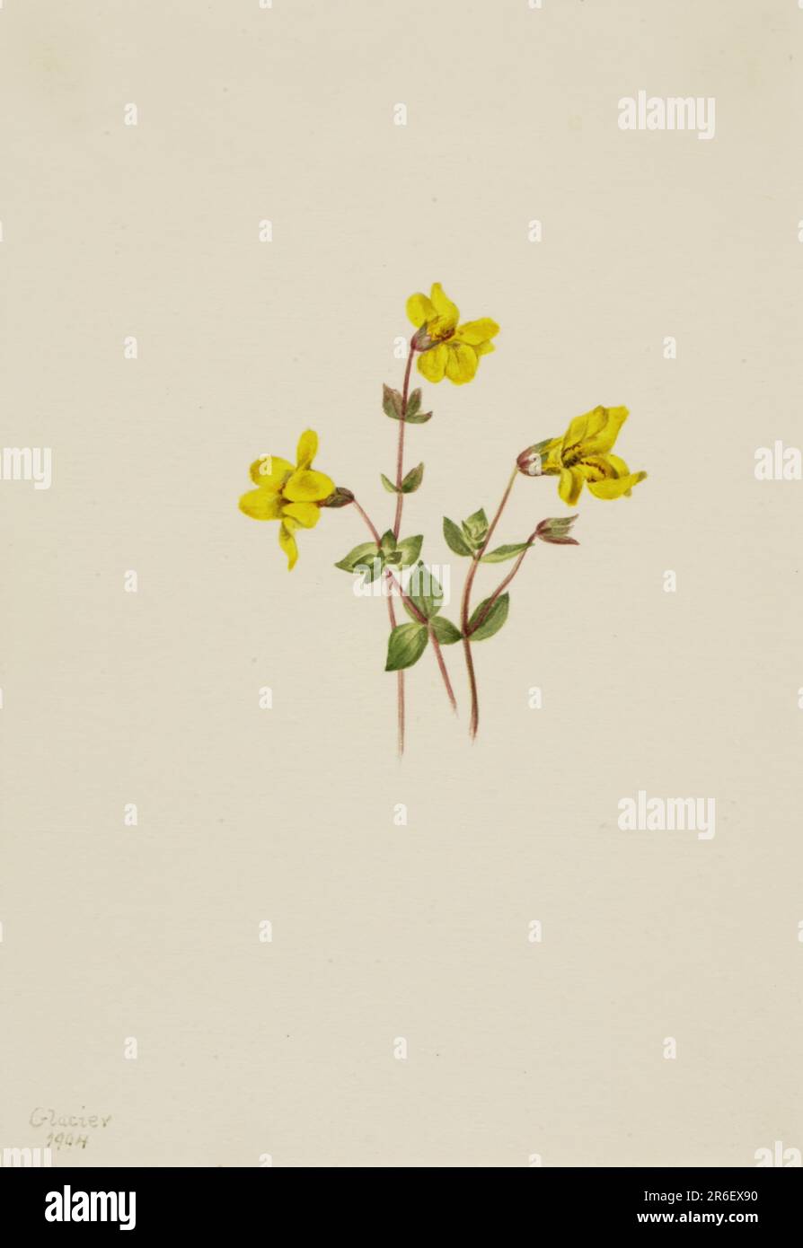 Alpine Monkey Flower (Mimulus caespitosus). Date: 1904. Watercolor on ...