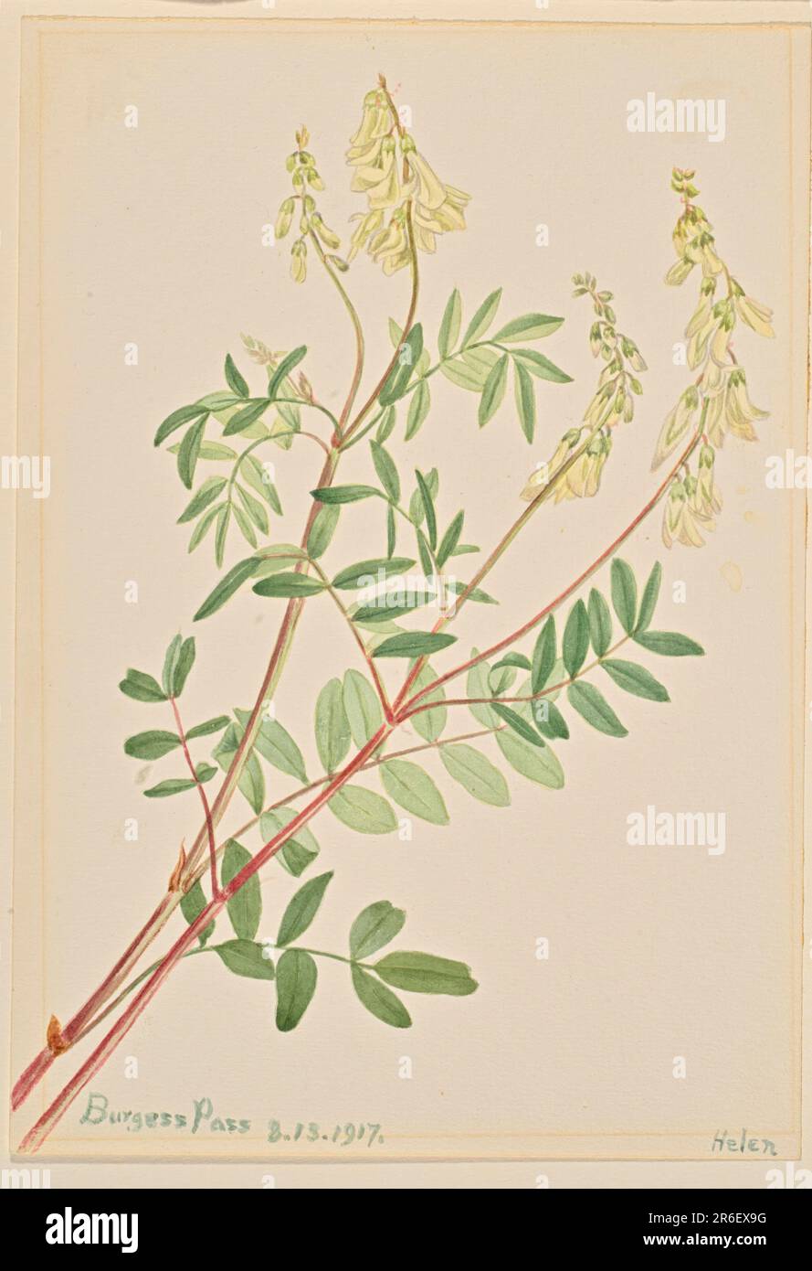 Hedysarum (Hedysarum sulphurescens). Date: 1917. Watercolor on paper. Museum: Smithsonian American Art Museum. Stock Photo