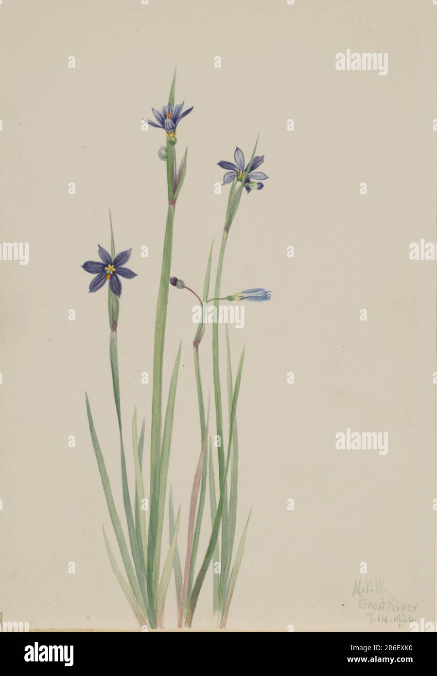 Blue-eyed-grass (Sisyrinchium angustifolium). Date: 1920. Watercolor on paper. Museum: Smithsonian American Art Museum. Stock Photo
