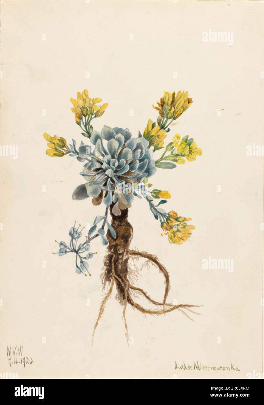 Double Bladderpod (Physaria didymocarpa). Date: 1920. Watercolor on paper. Museum: Smithsonian American Art Museum. Stock Photo