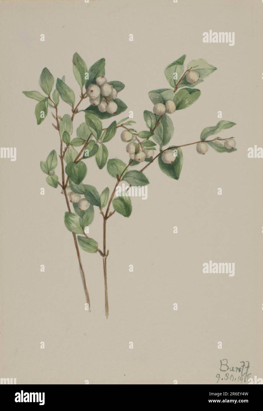 Snowberry (Symphoricarpos albus). Date: 1918. Watercolor on paper. Museum: Smithsonian American Art Museum. Stock Photo