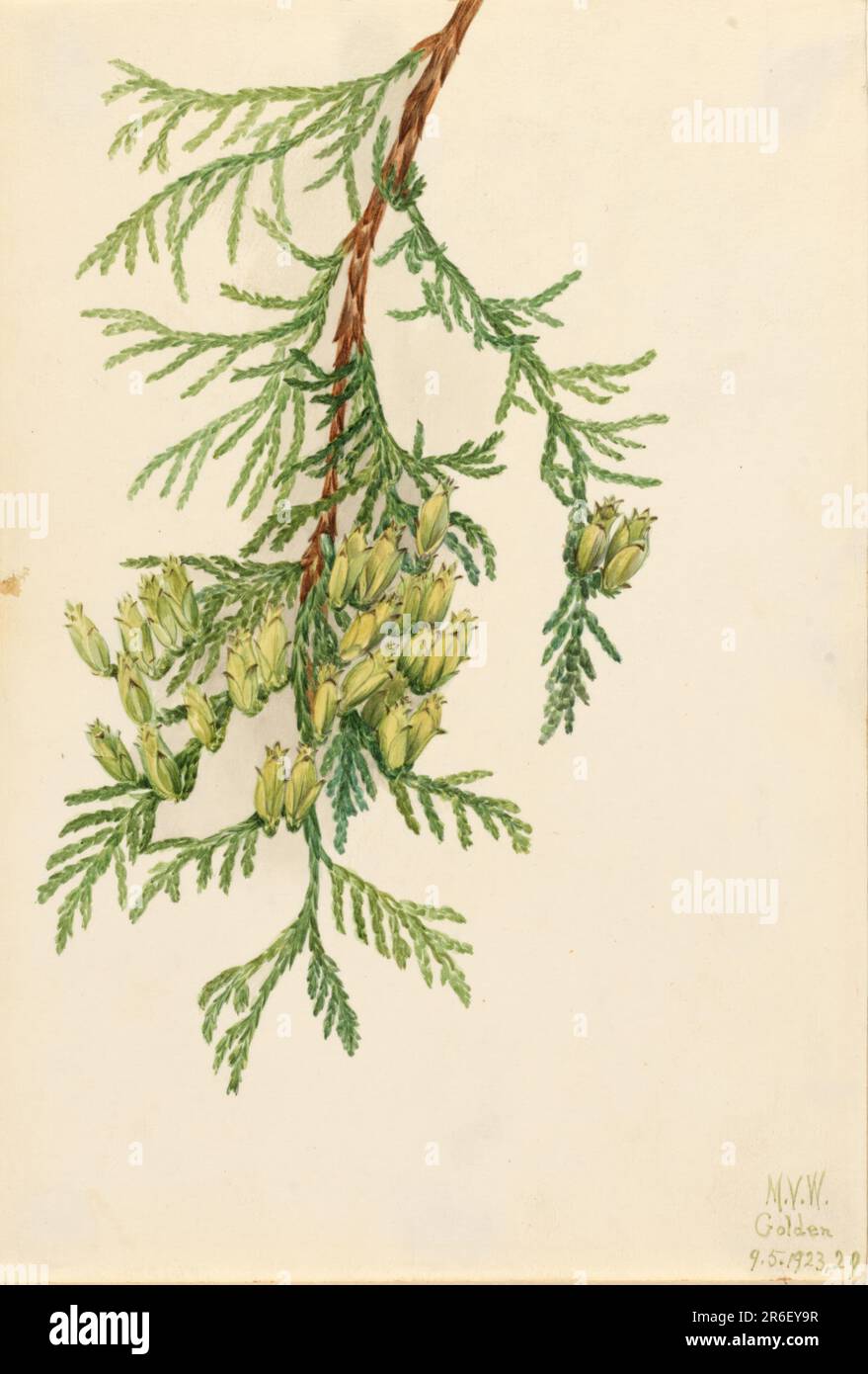 Giant Arborvitae (Thuja plicata). Watercolor on paper. Date: 1923. Museum: Smithsonian American Art Museum. Stock Photo