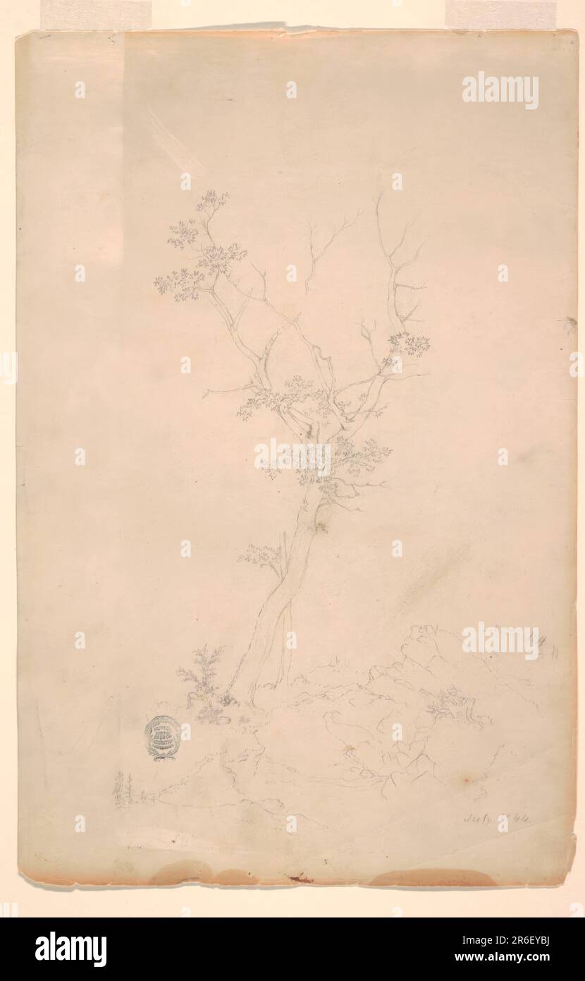 Horizontal view of a tree, with many dry boughs, rising from a ridge. Graphite on paper. Date: July 1844. Museum: Cooper Hewitt, Smithsonian Design Museum. Stock Photo