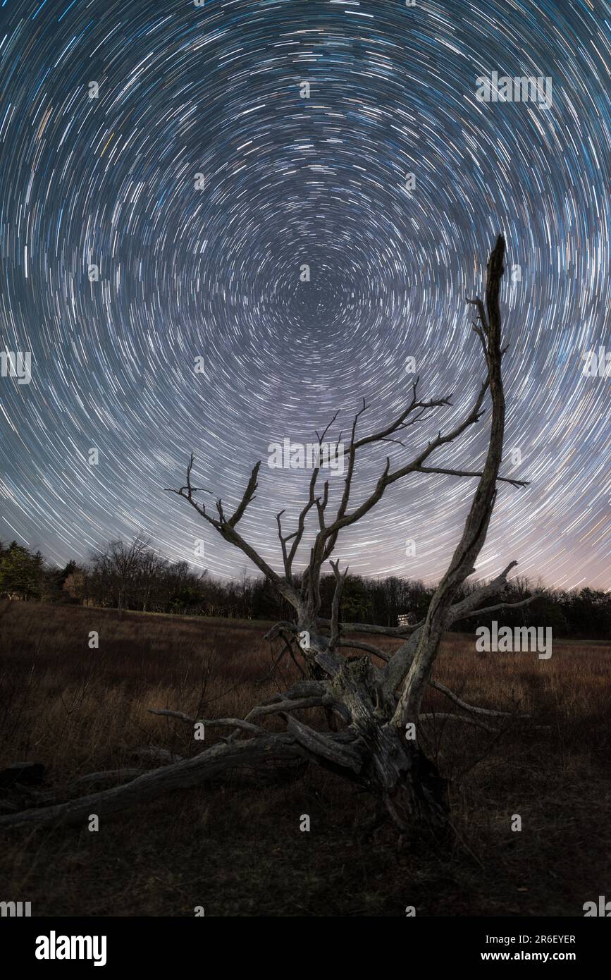 Star trails twirl in the night sky over a long dead tree in Big Meadows of Shenandoah National Park, Virginia. Stock Photo