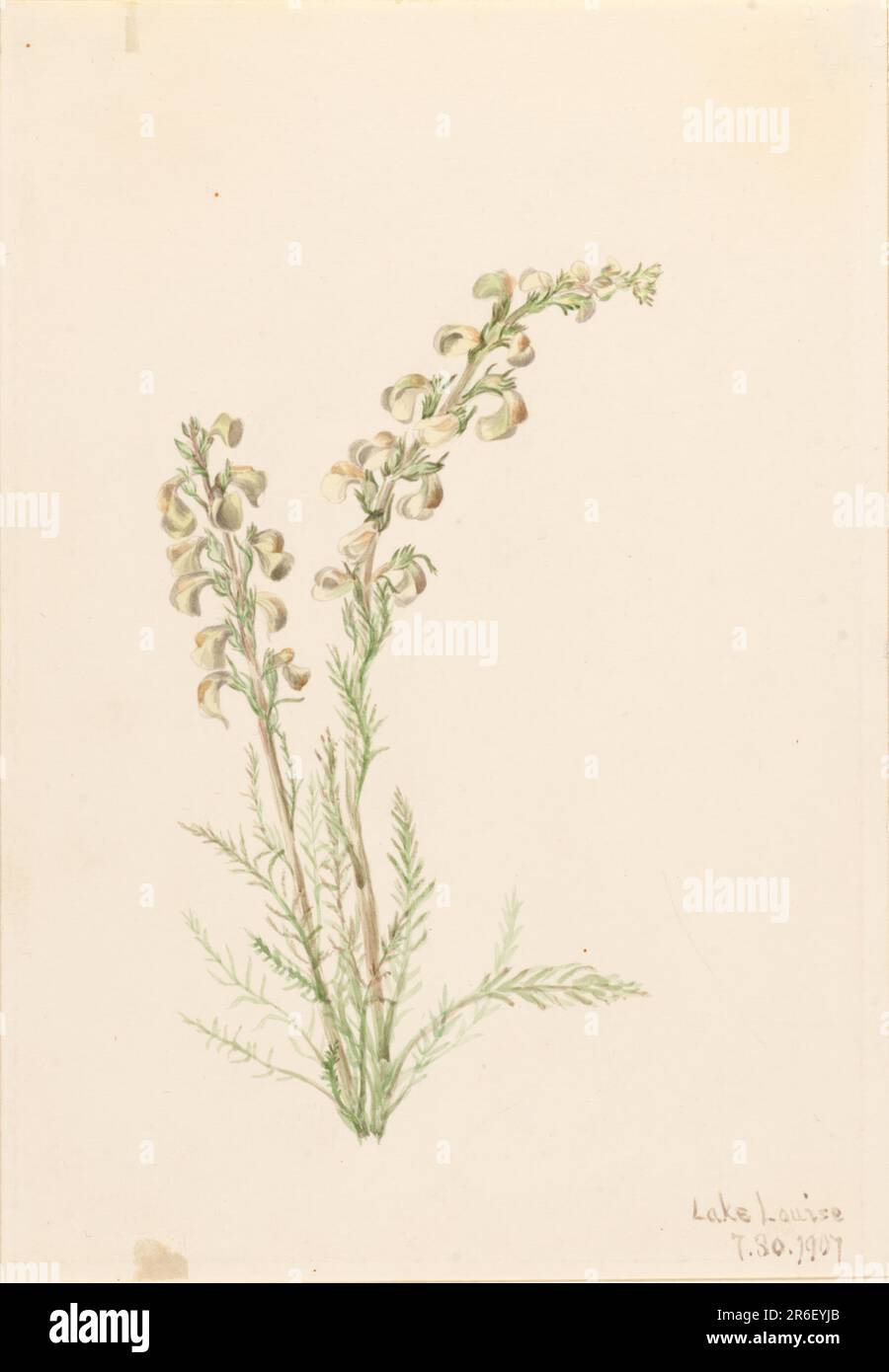 Alpine Fernlife (Pedicularis contorta). Date: 1907. Watercolor on paper. Museum: Smithsonian American Art Museum. Stock Photo