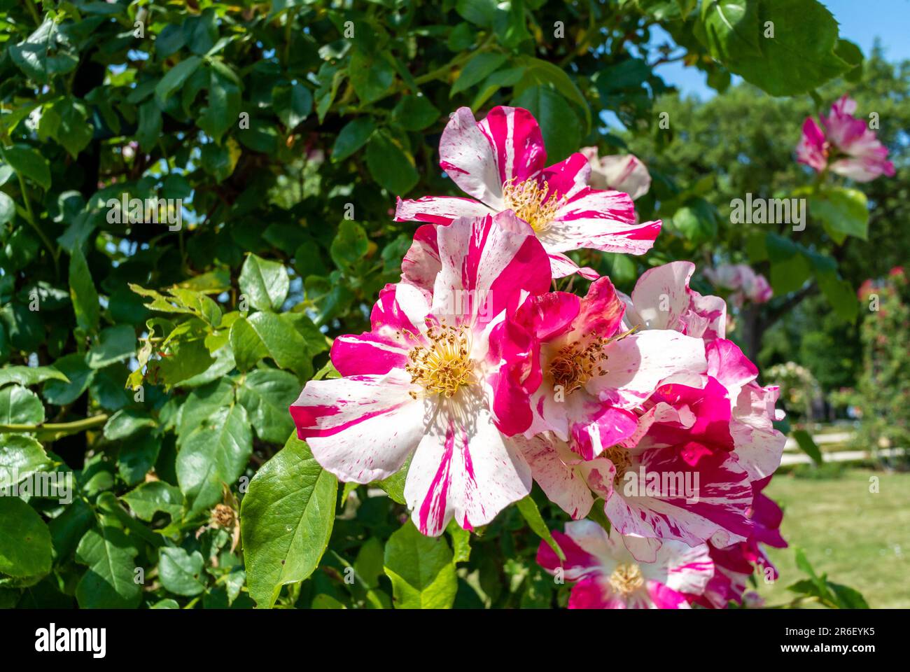 Rose flowers with multicolored petals. Stock Photo