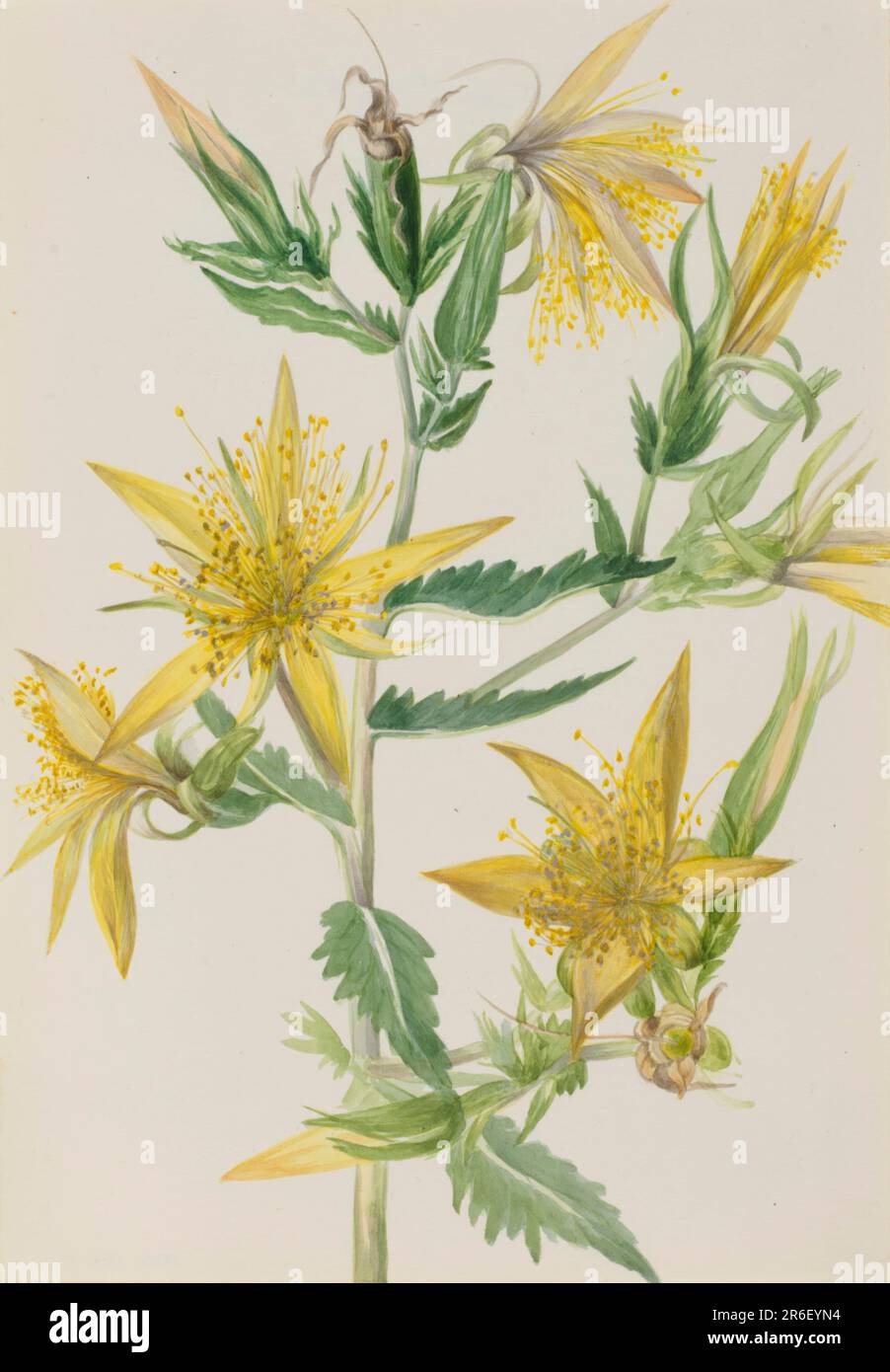 Blazing Star (Mentzelia laevicaulis). Watercolor on paper. Date: ca. 1930s. Museum: Smithsonian American Art Museum. Stock Photo